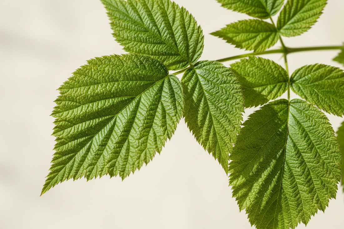 🍃 Les feuilles de framboisier en infusion : un trésor naturel au service du bien-être