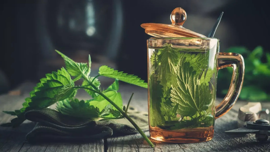 L’ortie en infusion : une plante riche en bienfaits